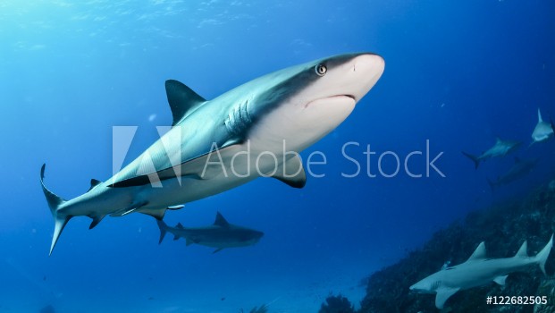 Picture of Shark in Bahamas